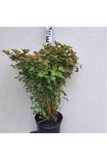 Калина звичайна Нанум  - 7,5/вис.55-70см/Ø45-55см